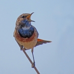 BLAUWBORST BLAUWBORST