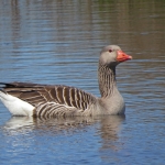 GRAUWE GANS GRAUWE GANS