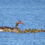 GRAUWE GANS MET JONGEN GRAUWE GANS MET JONGEN