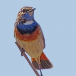 BLAUWBORST BLAUWBORST