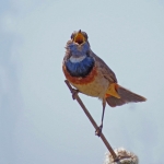 BLAUWBORST BLAUWBORST