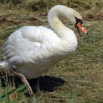 ZWAAN ZWAAN
