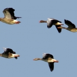 VLUCHT GANZEN VLUCHT GANZEN
