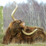 SCHOTSE HOOGLANDER SCHOTSE HOOGLANDER
