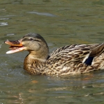 WILDE EEND WILDE EEND