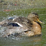 WILDE EEND WILDE EEND