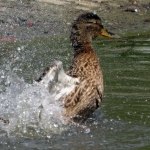 WILDE EEND WILDE EEND