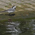 WITTE KWIKSTAART WITTE KWIKSTAART