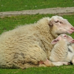 SCHAAP MET LAMMETJE SCHAAP MET LAMMETJE