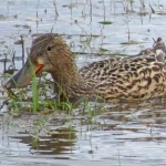 SLOBEEND VROUW SLOBEEND VROUW