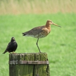 GRUTTO MET SPREEUW GRUTTO MET SPREEUW