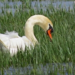 ZWAAN ZWAAN