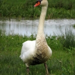 ZWAAN ZWAAN