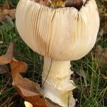 PADDENSTOEL PADDENSTOEL