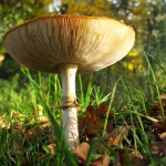 PADDENSTOEL PADDENSTOEL