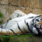 SIBERISCHE TIJGER SIBERISCHE TIJGER