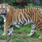 SIBERISCHE TIJGER SIBERISCHE TIJGER