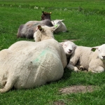 SCHAAP MET LAMMETJES SCHAAP MET LAMMETJES