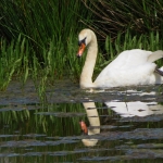 ZWAAN ZWAAN