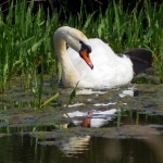 ZWAAN ZWAAN