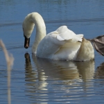 ZWAAN ZWAAN