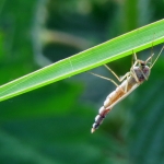INSECT INSECT