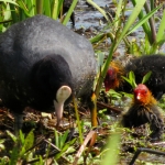 MEERKOET MET JONGEN MEERKOET MET JONGEN
