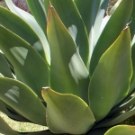 ALOE ALOE