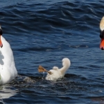 ZWANEN MET JONG ZWANEN MET JONG