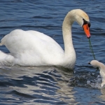 ZWAAN MET JONG ZWAAN MET JONG