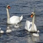 ZWANEN MET JONGEN ZWANEN MET JONGEN