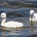 JONGE ZWANEN JONGE ZWANEN