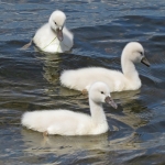 JONGE ZWANEN JONGE ZWANEN