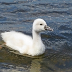 JONGE ZWAAN JONGE ZWAAN