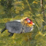 JONGE MEERKOET JONGE MEERKOET