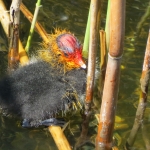 JONGE MEERKOET JONGE MEERKOET