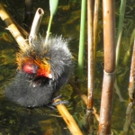 MEERKOETJONG MEERKOETJONG