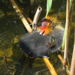 MEERKOETJONG MEERKOETJONG