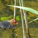 MEERKOETJONG MEERKOETJONG