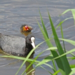 MEERKOET MET JONG MEERKOET MET JONG
