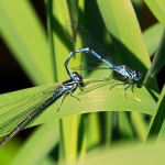 BLAUWE AZUURJUFFER BLAUWE AZUURJUFFER
