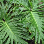 GATENPLANT GATENPLANT