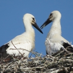 JONGE OOIEVAARS JONGE OOIEVAARS