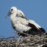 JONGE OOIEVAARS JONGE OOIEVAARS