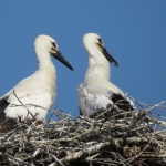 JONGE OOIEVAARS JONGE OOIEVAARS