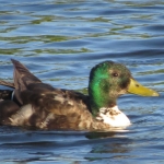 WILDE EEND WILDE EEND