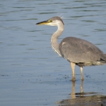 BLAUWE REIGER BLAUWE REIGER