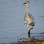 BLAUWE REIGER BLAUWE REIGER