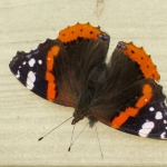 ATALANTA ATALANTA