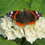ATALANTA ATALANTA